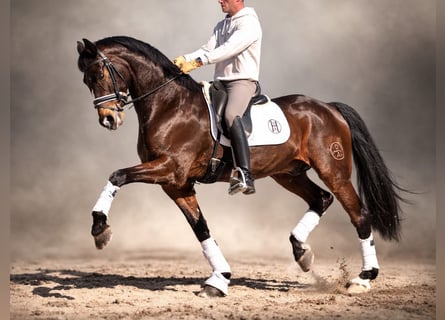 Sportivo Spagnolo / Sportivo della Spagna, Stallone, 6 Anni, 165 cm, Baio