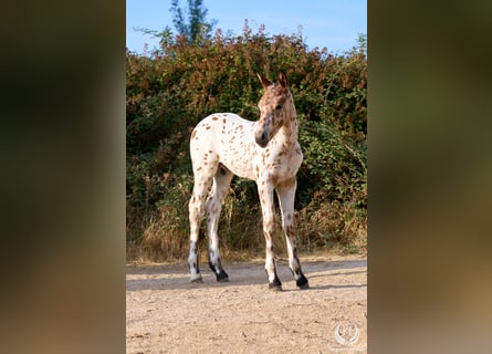 Sportivo Spagnolo / Sportivo della Spagna, Stallone, Puledri (07/2026), Leopard