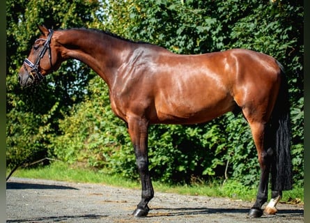 Sportivo Tedesco / Sportivo della Germania, Castrone, 10 Anni, 180 cm, Baio scuro