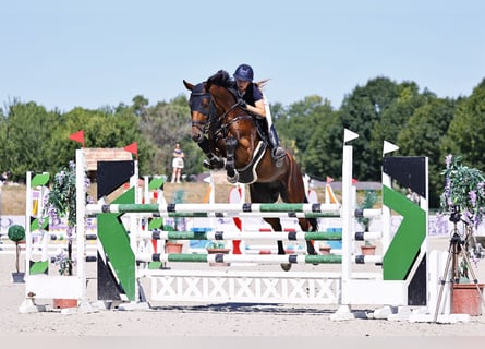 Sportivo Tedesco / Sportivo della Germania, Castrone, 11 Anni