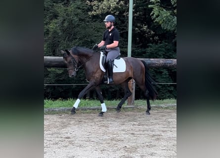 Sportivo Tedesco / Sportivo della Germania, Castrone, 3 Anni, 165 cm, Baio scuro