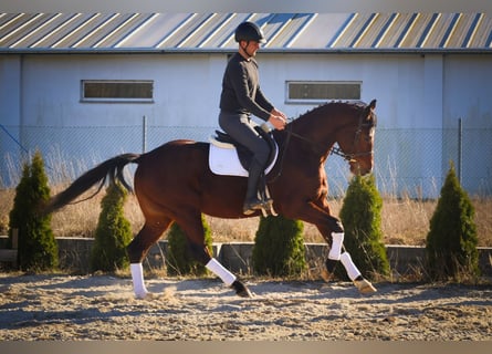 Sportivo Tedesco / Sportivo della Germania, Castrone, 4 Anni, 163 cm, Baio