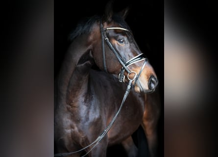 Sportivo Tedesco / Sportivo della Germania, Castrone, 4 Anni, 165 cm, Baio