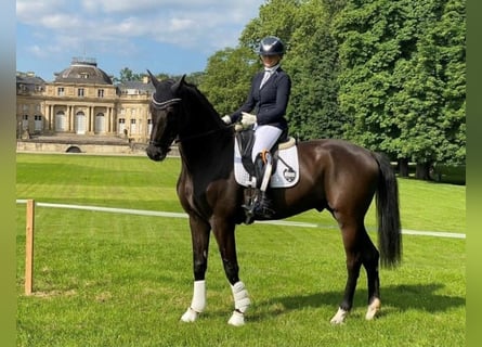 Sportivo Tedesco / Sportivo della Germania, Castrone, 4 Anni, 170 cm, Morello