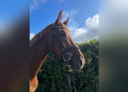 Sportivo Tedesco / Sportivo della Germania, Castrone, 4 Anni, 170 cm, Sauro