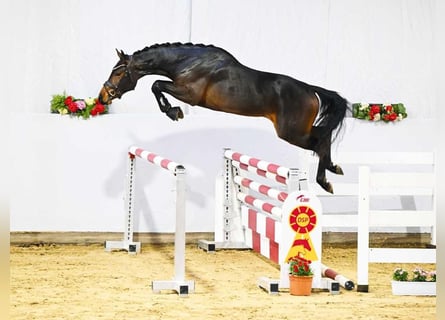 Sportivo Tedesco / Sportivo della Germania, Castrone, 4 Anni