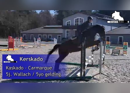 Sportivo Tedesco / Sportivo della Germania, Castrone, 5 Anni, 164 cm, Baio