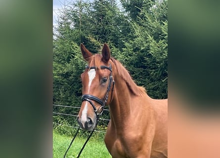 Sportivo Tedesco / Sportivo della Germania, Castrone, 5 Anni, 176 cm, Sauro