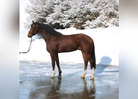 Sportivo Tedesco / Sportivo della Germania, Castrone, 6 Anni, 171 cm, Baio ciliegia