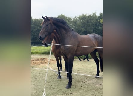 Sportivo Tedesco / Sportivo della Germania, Castrone, 6 Anni, 175 cm, Baio scuro