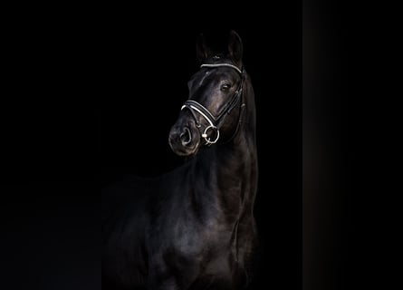 Sportivo Tedesco / Sportivo della Germania, Castrone, 8 Anni, 172 cm, Baio nero