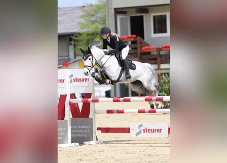 Sportivo Tedesco / Sportivo della Germania, Giumenta, 11 Anni, 169 cm, Grigio pezzato