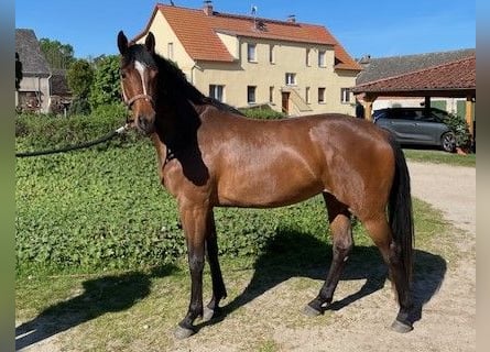 Sportivo Tedesco / Sportivo della Germania, Giumenta, 3 Anni, 162 cm, Baio