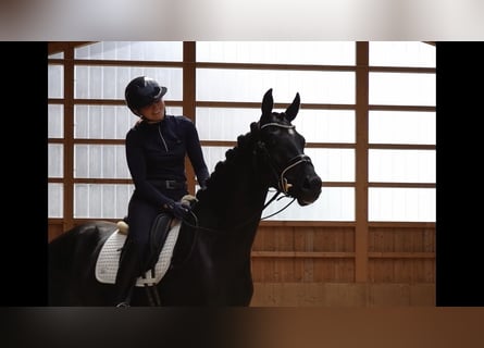 Sportivo Tedesco / Sportivo della Germania, Giumenta, 3 Anni, 166 cm, Baio nero