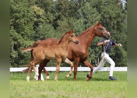 Sportivo Tedesco / Sportivo della Germania, Giumenta, 3 Anni, 167 cm, Sauro
