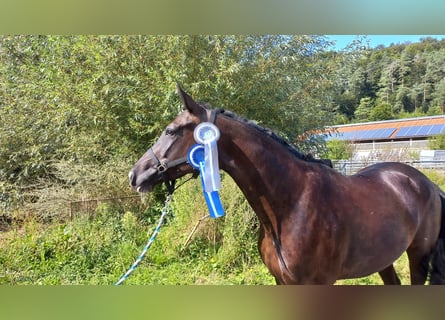 Sportivo Tedesco / Sportivo della Germania, Giumenta, 4 Anni, 166 cm, Morello