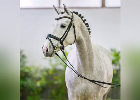 Sportivo Tedesco / Sportivo della Germania, Giumenta, 5 Anni, 165 cm, Grigio