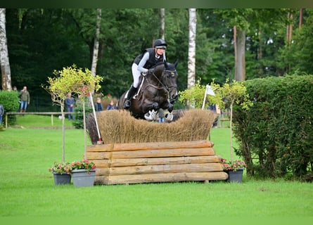 Sportivo Tedesco / Sportivo della Germania, Giumenta, 6 Anni, 170 cm, Baio nero