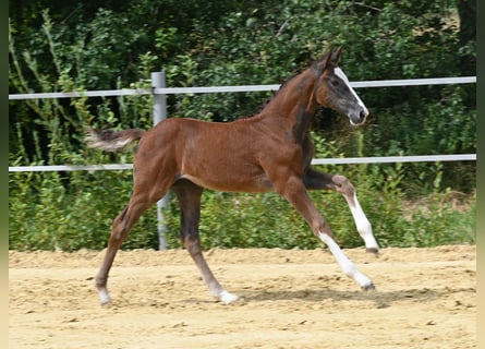 Sportivo Tedesco / Sportivo della Germania, Giumenta, Puledri
 (05/2024), Grigio