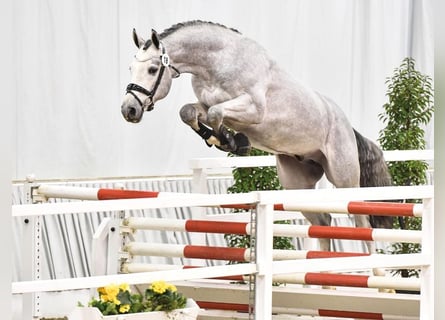 Sportivo Tedesco / Sportivo della Germania, Stallone, 3 Anni, 167 cm, Grigio