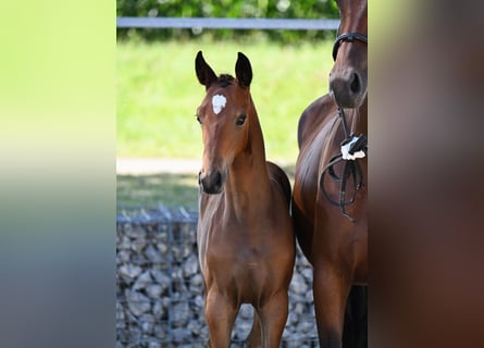 Sportivo Tedesco / Sportivo della Germania, Stallone, Puledri (05/2024), 166 cm, Baio