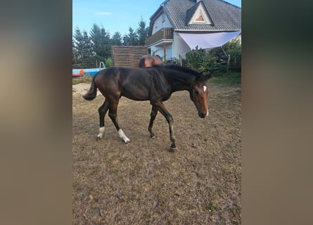 Sportivo Tedesco / Sportivo della Germania, Stallone, Puledri (04/2024), 174 cm, Baio scuro