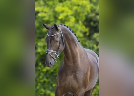 Sportivo Tedesco / Sportivo della Germania, Castrone, 10 Anni, 167 cm, Morello