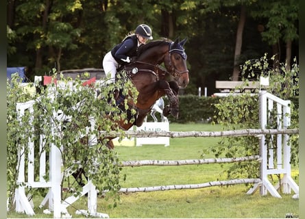 Sportivo Tedesco / Sportivo della Germania, Castrone, 11 Anni, 162 cm, Baio scuro