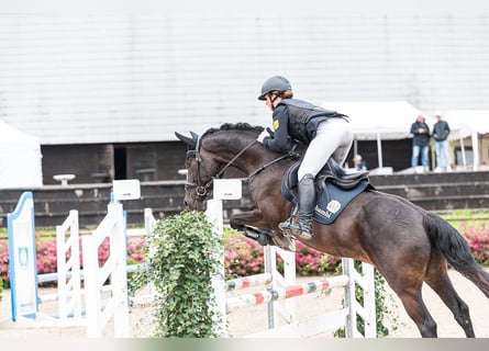 Sportivo Tedesco / Sportivo della Germania, Castrone, 11 Anni, 165 cm, Morello