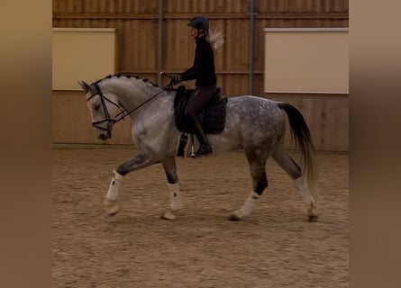 Sportivo Tedesco / Sportivo della Germania, Castrone, 11 Anni, 170 cm, Grigio