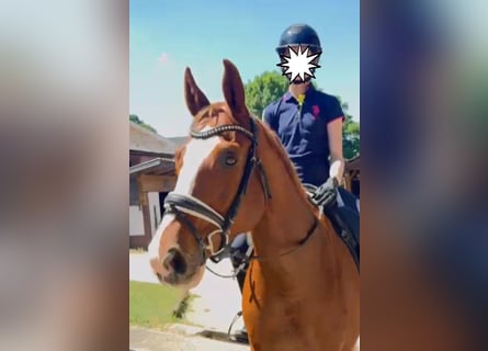 Sportivo Tedesco / Sportivo della Germania, Castrone, 12 Anni, 165 cm, Sauro