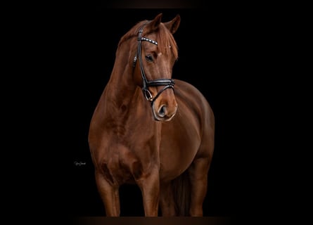 Sportivo Tedesco / Sportivo della Germania, Castrone, 13 Anni, 168 cm, Sauro