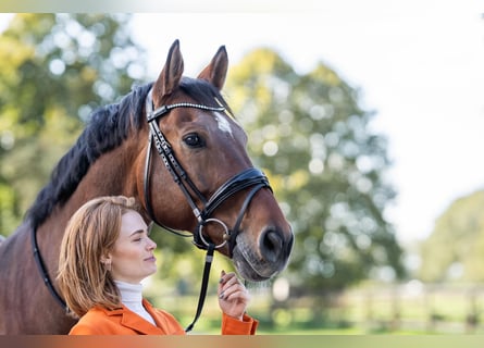 Sportivo Tedesco / Sportivo della Germania, Castrone, 13 Anni, 169 cm, Baio scuro