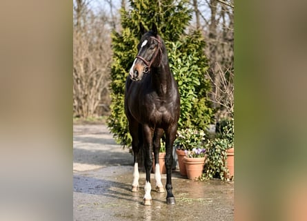 Sportivo Tedesco / Sportivo della Germania, Castrone, 13 Anni, 171 cm, Baio scuro
