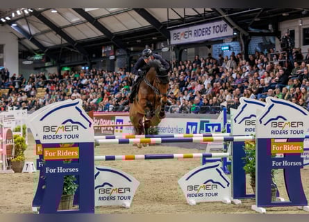 Sportivo Tedesco / Sportivo della Germania, Castrone, 13 Anni, 175 cm, Baio