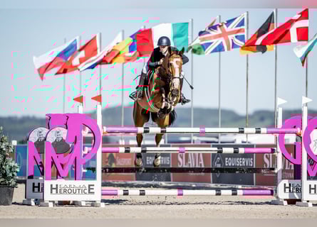 Sportivo Tedesco / Sportivo della Germania, Castrone, 13 Anni, 180 cm, Baio