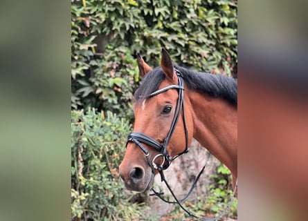Sportivo Tedesco / Sportivo della Germania, Castrone, 14 Anni, 170 cm, Baio