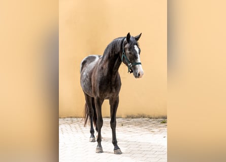 Sportivo Tedesco / Sportivo della Germania Mix, Castrone, 2 Anni, 158 cm, Grigio ferro