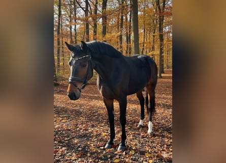 Sportivo Tedesco / Sportivo della Germania, Castrone, 2 Anni, 165 cm, Baio scuro