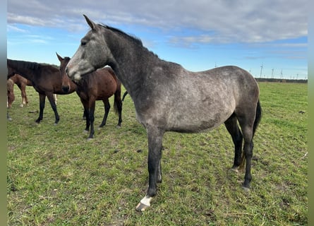 Sportivo Tedesco / Sportivo della Germania, Castrone, 3 Anni, 156 cm, Grigio