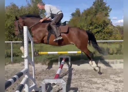 Sportivo Tedesco / Sportivo della Germania, Castrone, 3 Anni, 163 cm, Baio