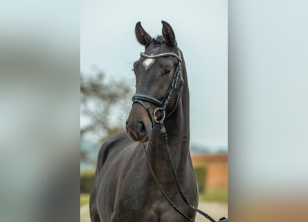 Sportivo Tedesco / Sportivo della Germania, Castrone, 3 Anni, 164 cm, Baio nero