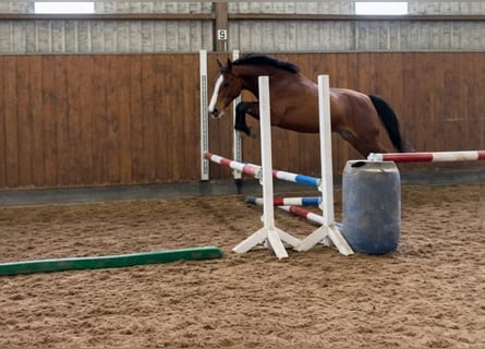 Sportivo Tedesco / Sportivo della Germania, Castrone, 3 Anni, 165 cm, Baio