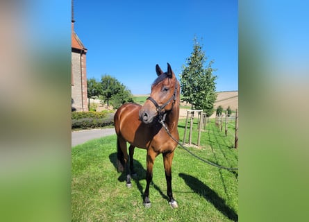 Sportivo Tedesco / Sportivo della Germania, Castrone, 3 Anni, 165 cm, Baio