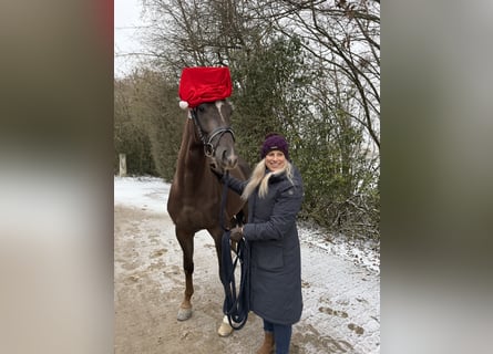 Sportivo Tedesco / Sportivo della Germania, Castrone, 3 Anni, 165 cm