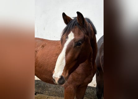 Sportivo Tedesco / Sportivo della Germania, Castrone, 3 Anni, 165 cm