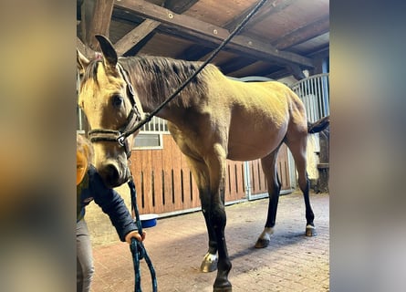 Sportivo Tedesco / Sportivo della Germania, Castrone, 3 Anni, 165 cm, Pelle di daino