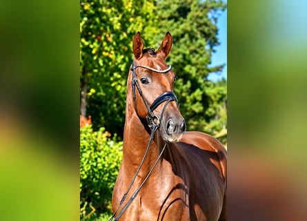 Sportivo Tedesco / Sportivo della Germania, Castrone, 3 Anni, 165 cm, Sauro scuro