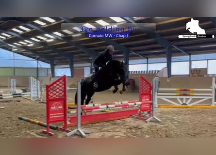 Sportivo Tedesco / Sportivo della Germania, Castrone, 3 Anni, 166 cm, Baio scuro