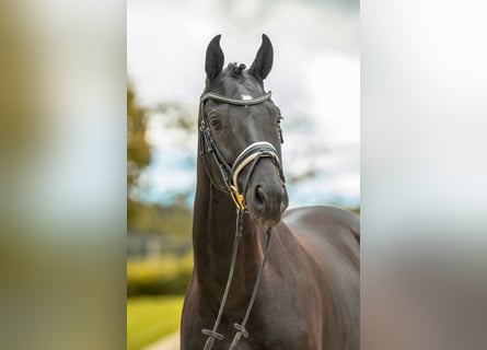 Sportivo Tedesco / Sportivo della Germania, Castrone, 3 Anni, 166 cm, Morello